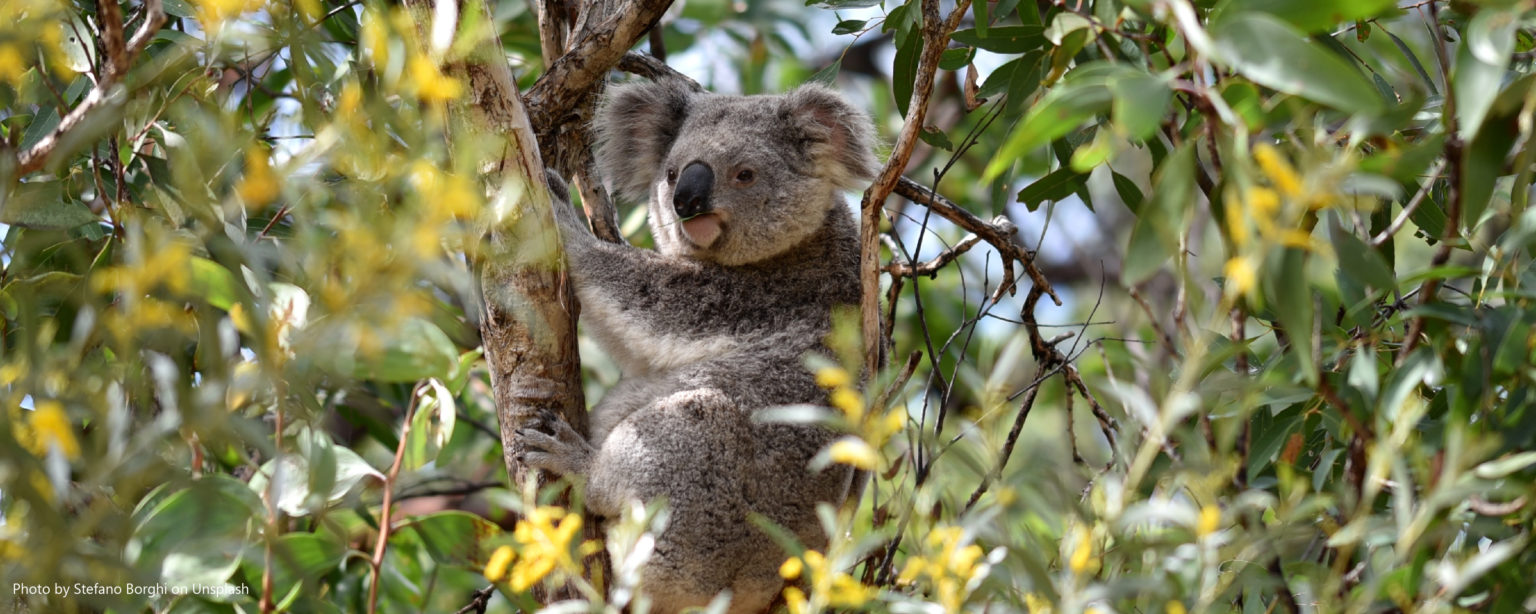 cute Koala hugging a gum tree