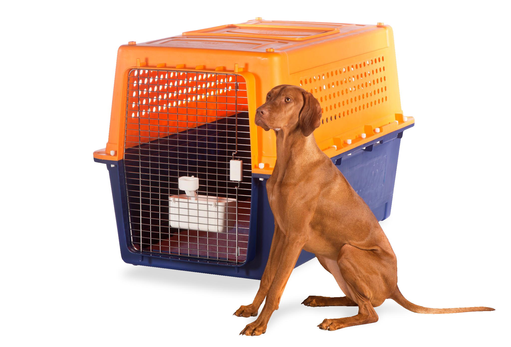 Pet Transport Service Overseas & Interstate Grace Removals