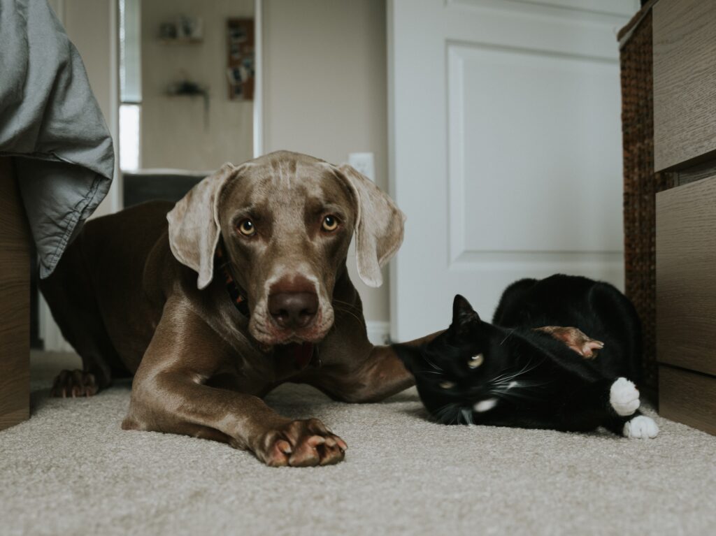 A black cat with a dog