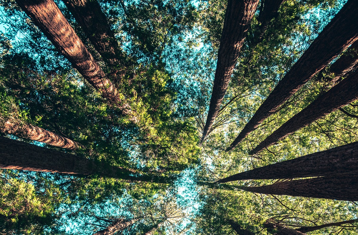 Tall forest trees reaching skyward, casting dappled sunlight on the forest floor below