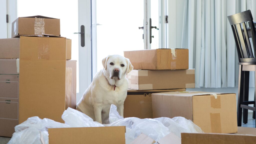 Avoid these 5 common moving mistakes: Tips from professional removalists